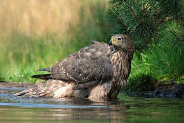 Juveniele havik op de Lemelerberg van Wim van der Meule