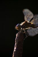 Is this dragonfly smiling at me, or does it seem that way?