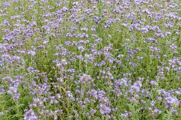 Phacelia tanacetifolia van Richard Wareham