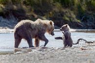 Grizzly beer en haar jong von Menno Schaefer Miniaturansicht