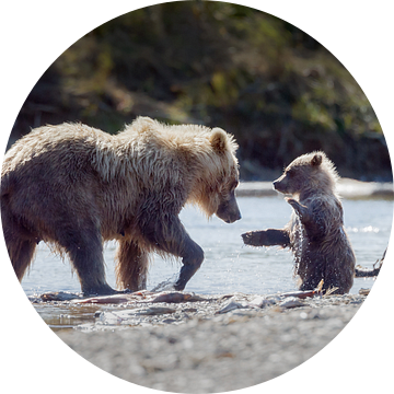 Grizzly beer en haar jong van Menno Schaefer