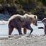 Katmai National Park