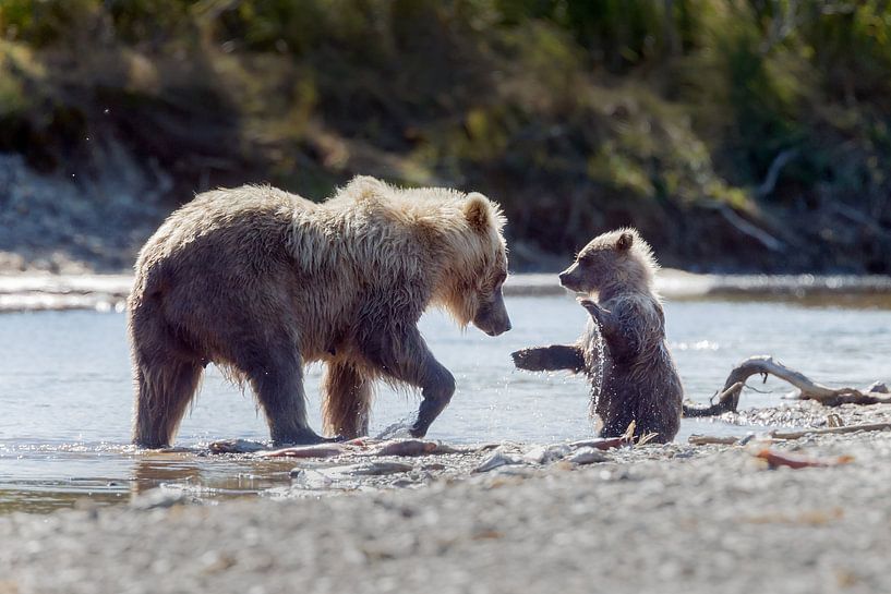 Grizzly beer en haar jong par Menno Schaefer