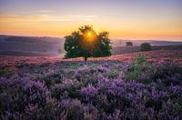 Posbank sunrise LIVING