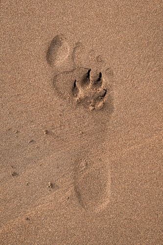 Pootafdruk Sporen van Wilde Natuur in Zacht Zand