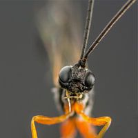 Woodlouse wasp