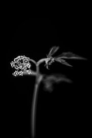 Inside Nature by Mario Creanza