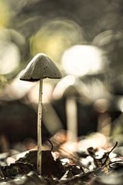 Mycena in einer Herbstszene