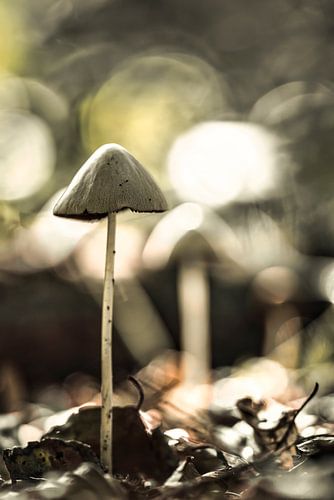 Mycena in een herfsttafereel