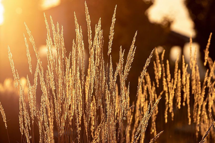 golden grasses by Thomas Heitz