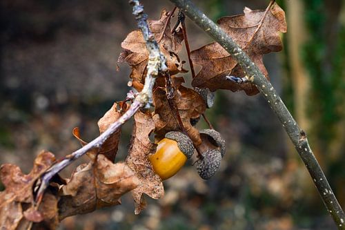 Winterse Eikels: Schatten op de Bosbodem