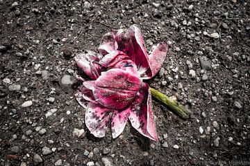 verwelkde tulp Nederland