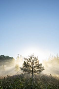 Sunrise in Drenthe - Drouwenerveld by Wandeldingen