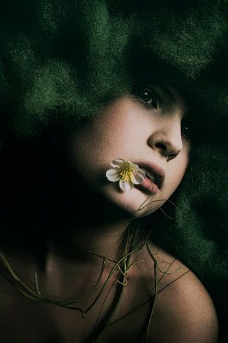 daisy