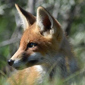 Young Fox by Sylvia van der Hoek