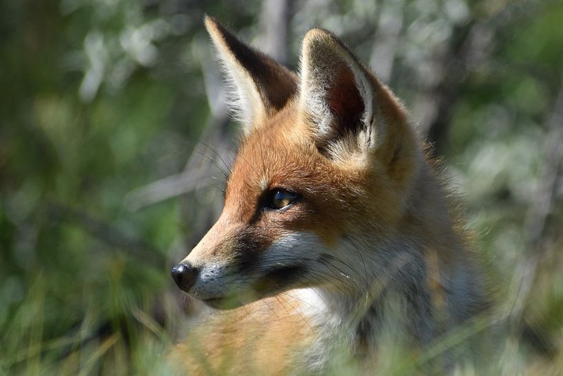 Junger Fuchs von Sylvia van der Hoek