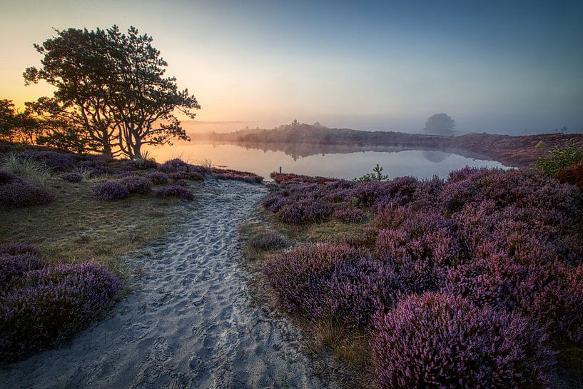 Heather in the schoorl dunes in the mist #26 by peterheinspictures