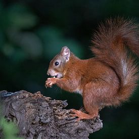 Ein Eichhörnchen mit einer Nuss von Anges van der Logt