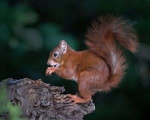 Ein Eichhörnchen mit einer Nuss