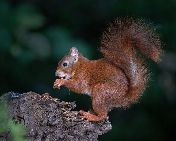 A squirrel with a nut by Anges van der Logt