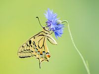 Schmetterling auf Kornblume