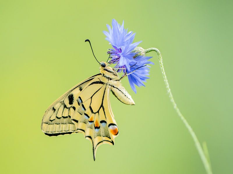 Butterfly on cornflower by Paula Ketz