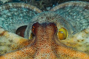 Der Wächter – Porträt eines Kraken