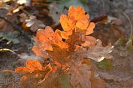 Autumn Leaves von Grietje van der Reijnst Miniaturansicht