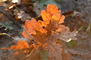 Autumn Leaves sur Grietje van der Reijnst