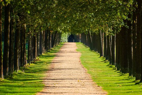 Die Bäume entlang der langen Allee