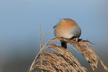 Bearded Tit (Panurus biarmicus) Baden-Württemberg by Frank Fichtmüller