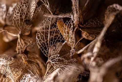 Hortentia super Macro