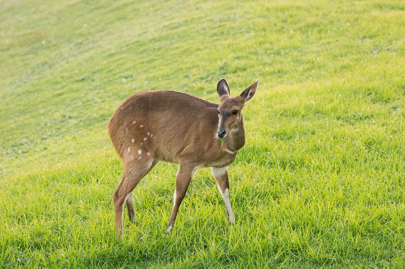 Gewöhnlicher Taucher an der Küste des Tsitsikamma Nature Reserve.  von Ron Poot