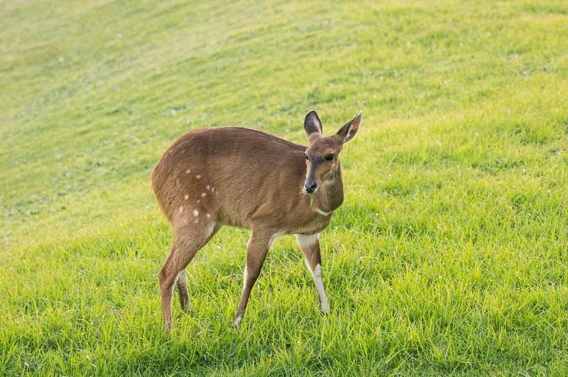 Gewone duiker aan de kust van Tsitsikamma natuurreservaat.  van Ron Poot