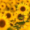 Sonnenblumen