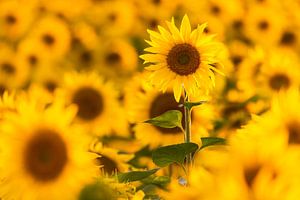 Der Sommer ist gelb