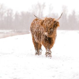 Schottischer Highlander im Schnee von Joyce van Wijngaarden