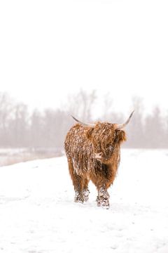 Schottischer Highlander im Schnee