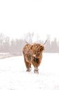 Scottish Highlander in the snow by Joyce van Wijngaarden thumbnail
