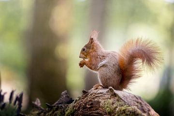 Eichhörnchen von Petra Lakerveld