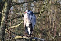 Blue Heron!