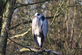Blue Heron! by Debby Frijn