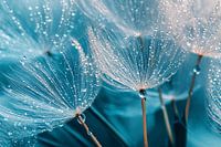 Dandelion seeds with water drops