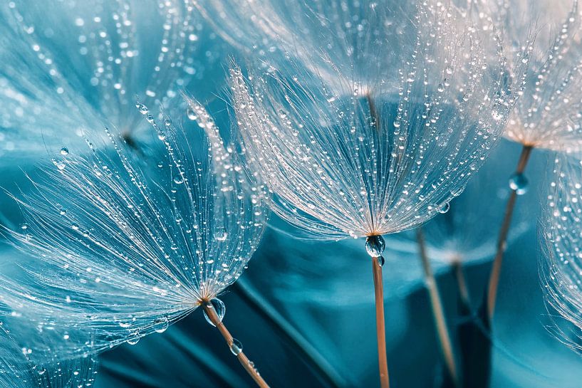 Dandelion seeds with water drops by Imperial Art House