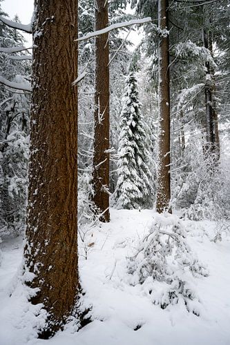 White world by Max ter Burg Fotografie