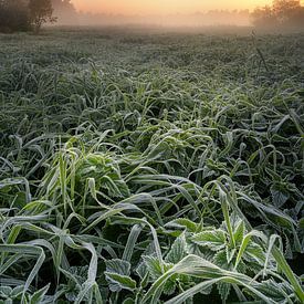 Frost in the morning in the field by Marc-Sven Kirsch