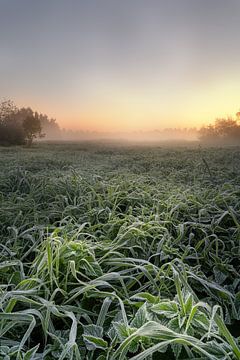 Frost am Morgen auf dem Feld