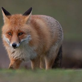 Fuchs von Dennis Bresser