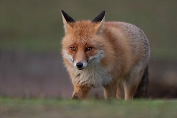 Fox by Dennis Bresser