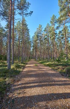 Forêt de pins suédoise
